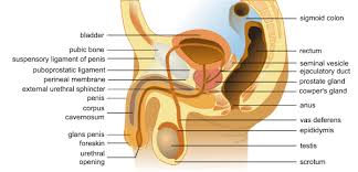 These allow nerves, blood vessels, and other structures to pass between these two. The Male Reproductive System Boundless Anatomy And Physiology