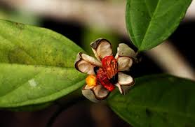 Image result for Leptonychia