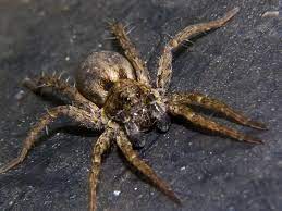 Wolf spiders will eat just about any type of insect including grasshoppers, flies, lovebugs, caterpillars, ants, and earwigs. What Does A Wolf Spider Eat