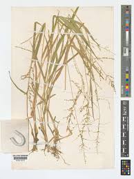 Image result for Steinchisma laxum