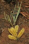 Image result for Elephantorrhiza suffruticosa