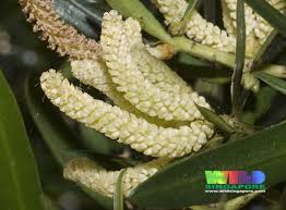 Image result for Polyceratocarpus