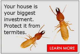 Bigger animals can also be a problem. Redfern Pest Solutions Protecting Familes From Pests For 30 Years
