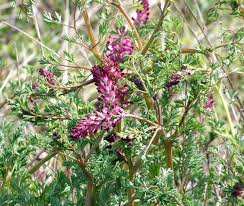 Image result for Fumaria