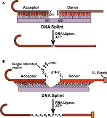 Dazu benötigen sie energie, die aus der. 3 5 Rna Ligation Using Dna Splints Mediated By A Dna And B Rna Download Scientific Diagram