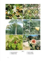 Image result for Cienfuegosia hildebrandtii