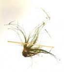 Image result for Eleocharis brainii