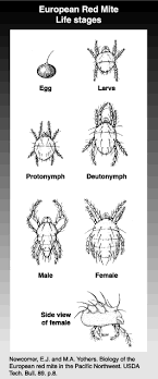 Spider Mites Wsu Tree Fruit Washington State University