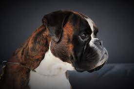 pin by patricia pastorella on boxer boxer puppies boxer dogs boxer dogs funny
