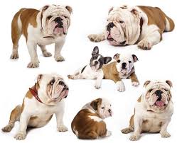 Some of our favorite male names for dogs include Bulldog Names For English French American Bull Dogs Bulldog Names English Bulldog Bulldog