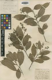 Image result for Cryptocarya woodii