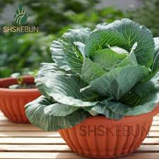 Menanam stroberi dalam kotak bunga atau pot. Baba Bi 206 Biodegradable Flower Shallow Pot Pasu Bunga 39 7cm X 16 8cm Shs Kebun