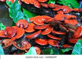 Image result for Ganoderma lucidum