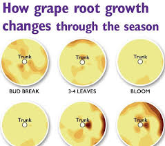 Digging Into The Roots Of A Vineyard Good Fruit Grower Roots Best Fruits Vineyard