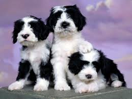 Very friendly and gorgeous yorkshire terrier puppy for sale. The Tibetan Terrier Shaggy Or Bearded Dog