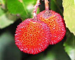 Check spelling or type a new query. Bbc Northern Ireland Gardeners Corner Terrific Trees