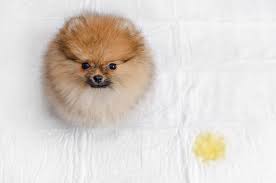 Check spelling or type a new query. 5 Earth Friendly Alternatives To Puppy Pads Little Dog Tips