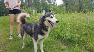 But whatever you like to call him, he's an active, energetic mix of two quite different breeds. Husky Mix Tierheimleben In Not