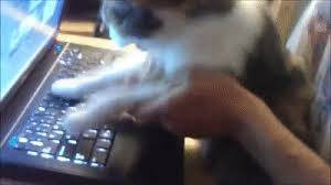With tenor, maker of gif keyboard, add popular typing cat animated gifs to your conversations. Cat Typing On Make A Gif