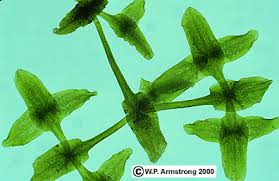 Image result for Lemna trisulca