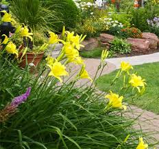 Check spelling or type a new query. Perennial Plant Definition Examples Of Perennial Plants How To Grow Them