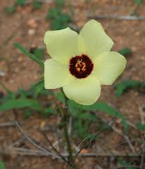 Image result for Hibiscus pusillus