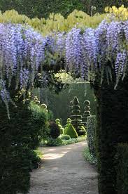 topiaires de buis et d ifs glycines mai aux jardins de la ballue photo c yannmonel dream garden topiary garden garden seeds