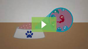 Regardless of whether it's raw, freeze dried, or wet food, read the labels. Answers Pet Food Pancreatitis