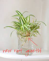 Thursday Morning Spider Plant Propagation Spider Plant Propagation Propagating Plants Spider Plants