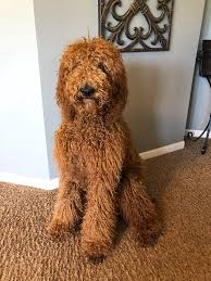 Irish Doodle Puppies For Sale Experienced Irish Doodle Breeder Irish Doodle Doodle Puppy Puppies