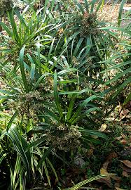 Image result for Priva flabelliformis