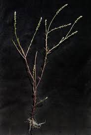 Image result for Polygala ohlendorfiana