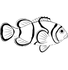 Natural fish net party decorations for pirate party, hawaiian party, nautical themed cotton fishnet party accessory by big mo's toys. Sea Animal Clown Fish Coloring Pages Best Place To Color