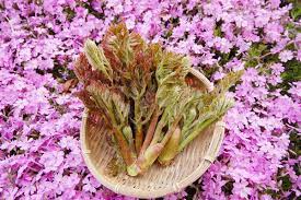 山菜タラの芽（タランボ）とは、採り頃や冷凍保存方法・レシピについて | ハンター日記