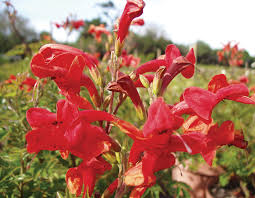 Image result for Tecomaria