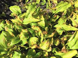 When plants have green and yellow variegated leaves, exposure to morning sun helps enhance the yellow coloring. Local Hostas May Look A Little Sickly Thanks To Fungi Chicago Tribune