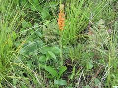 Image result for Satyrium sceptrum