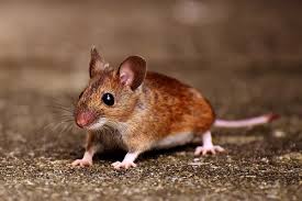 حلم الفأر كتاب الحلم الصغير لماذا تحلم بالكثير من الفئران الرمادية الصغيرة ماذا حلم الفأر الصغير في كتب الحلم الأخرى