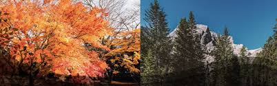 Maybe you would like to learn more about one of these? The Difference Between Coniferous And Deciduous Trees