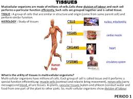 They are fibrous tissue which are composed of cells containing extracellular matrix and may be liquid or solid. 9 Tissues Ppt