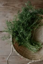 Image result for Dill