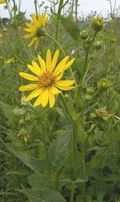 We did not find results for: 62 Garden Ohio Native Plants Ideas Native Plants Plants Garden