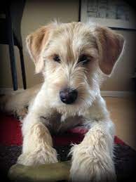 She loves to play and loves her family. Wheaton Terrier Mix Puppy Schnauzer Mix Puppies Cute Dogs