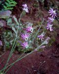 Image result for Silene burchellii