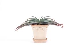 Image result for Aloe suprafoliata