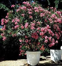 Check spelling or type a new query. Laurier Rose Plantation Taille Entretien