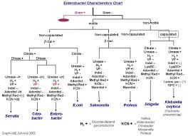 Microbiology Unknown Lab Flowchart Bedowntowndaytona Com