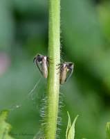 Image result for Oxyrhachis