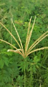 Image result for Chloris gayana