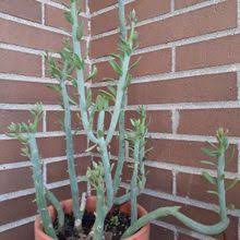 Image result for Kleinia